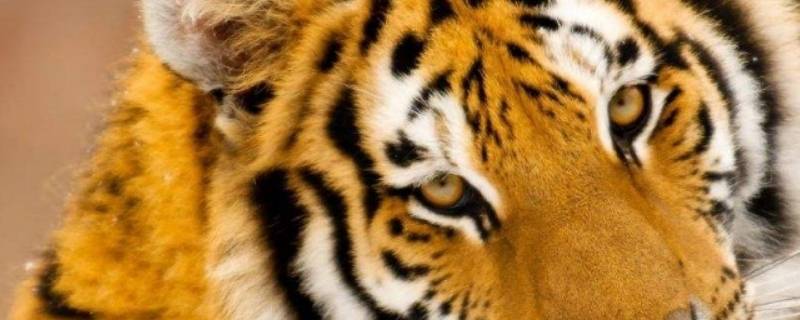 老虎的优秀品质（虎的品质与精神）