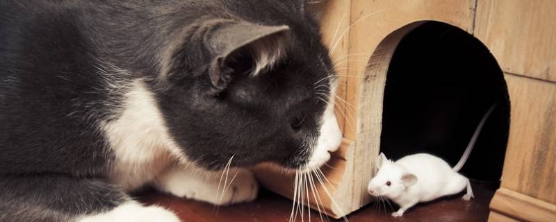 老鼠不敢见猫的原因是什么 老鼠不敢见猫的原因是什么十二生肖