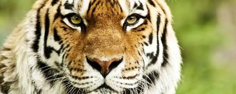 欧洲有老虎吗 欧洲有老虎生存的地方吗