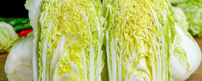 旺菜是白菜吗 旺菜是什么蔬菜