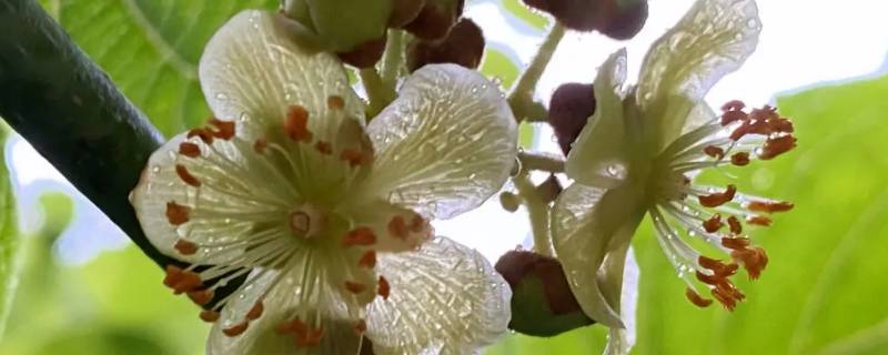 猕猴桃的花有味道吗（猕猴桃有味道正常吗?）