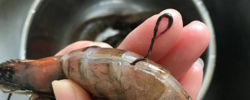 虾线有两根吗（虾线为什么有两根）