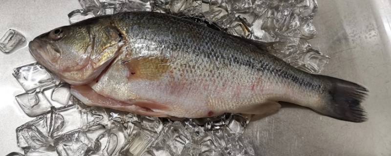 鲈鱼的别名是什么（鲈鱼的别名叫什么）