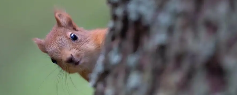 松鼠会冬眠不 松鼠为什么不会冬眠