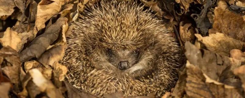 需要冬眠的小动物有哪些 哪些小动物要冬眠?