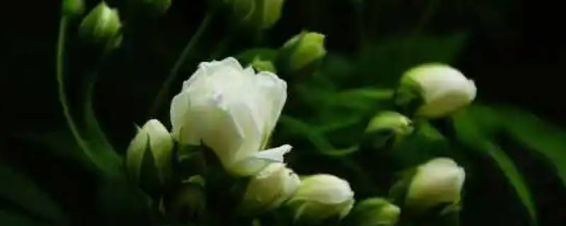 为什么在花园中能闻到花香 在花园能闻到花香是因为什么