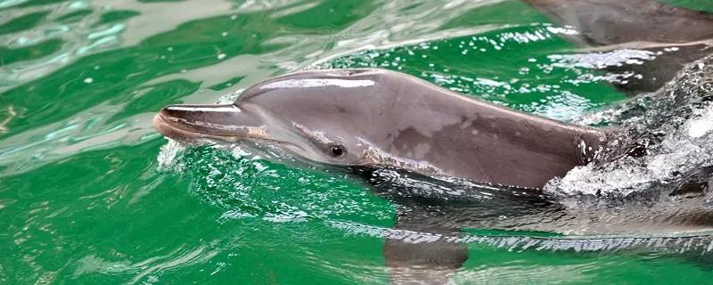 厦门水生动物有哪些（厦门水生动植物有哪些）