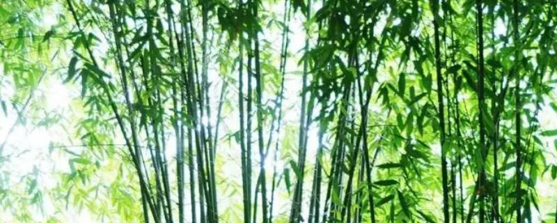 竹子的寿命一般多长 竹子的寿命一般多长知乎