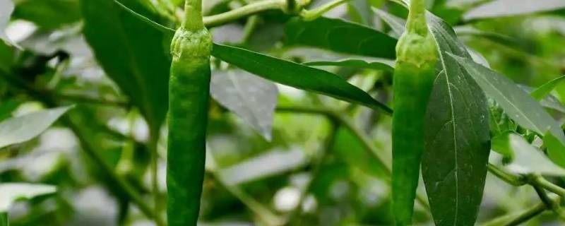 樟树港辣椒是哪里产的（樟树港辣椒和樟树辣椒）