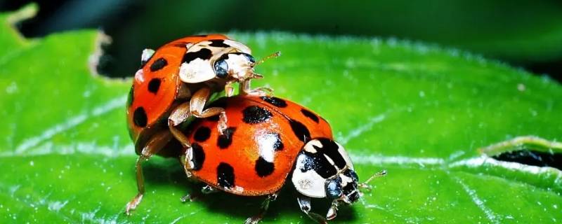 七星瓢虫是动物吗（七星瓢虫是动物吗青蛙是动物吗）