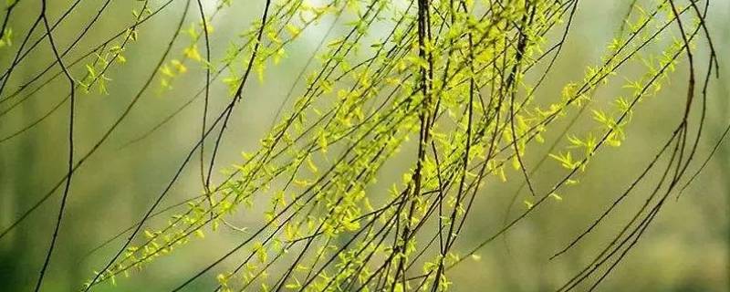 2月是春天吗 2022年2月是春天吗