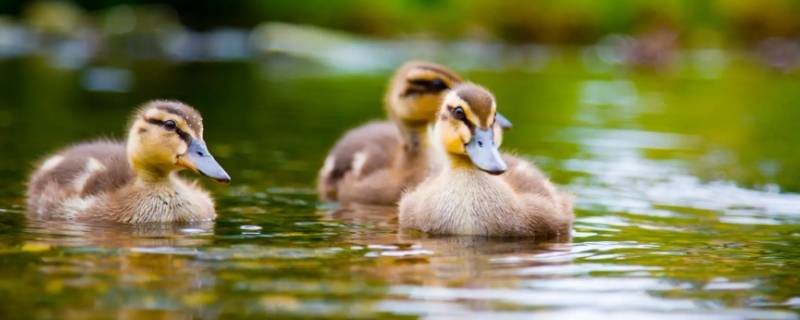 鸭子会游泳吗（家养的鸭子会游泳吗）