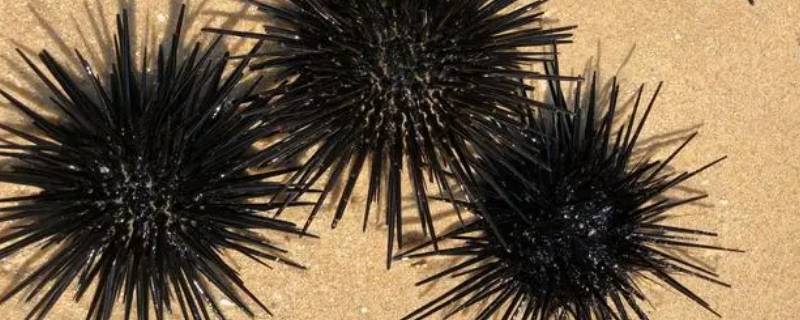 海胆怎么处理干净 海胆怎么处理干净,搞笑