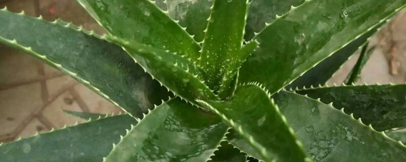 芦荟怎么分辨有毒 哪种芦荟有毒照片 怎么看