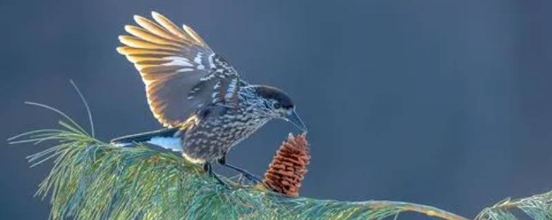 星鸦会像松鼠一样储存冬粮吗（松鼠存粮过冬）