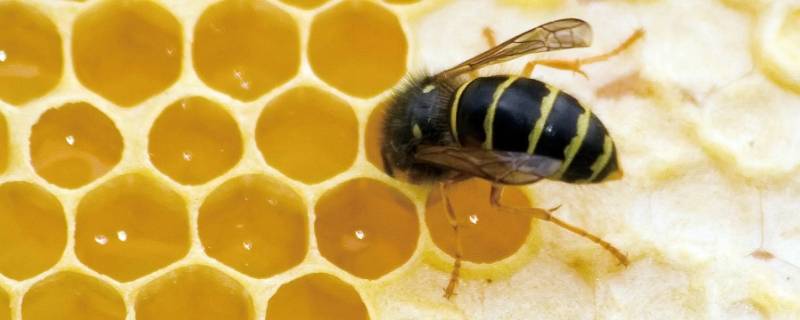 工蜂为什么杀死蜂王（蜂王被工蜂刺了蜂王会死吗）