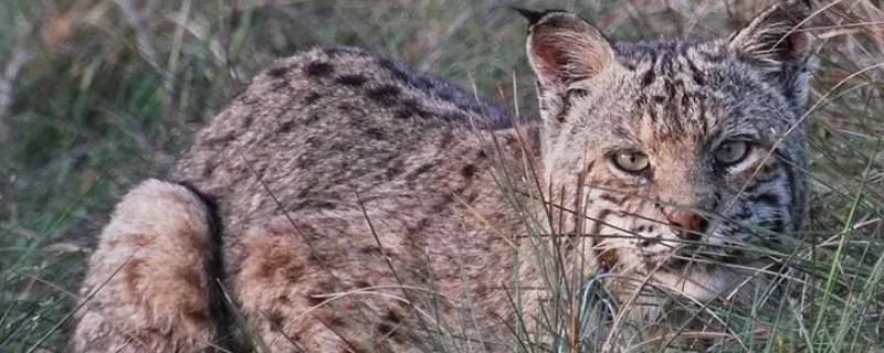 猞猁吃什么（猞猁最爱吃什么动物）