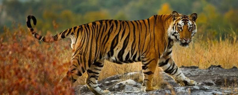 老虎身上的条纹有什么作用 老虎全身都是什么的,身上有什么的条纹