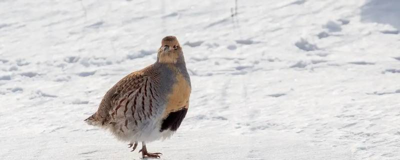 沙半鸡是保护动物吗 沙鸡是不是保护动物