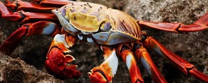 螃蟹里面有黑色的果冻一样的是什么（螃蟹里面有黑色的果冻一样的是什么虫子）