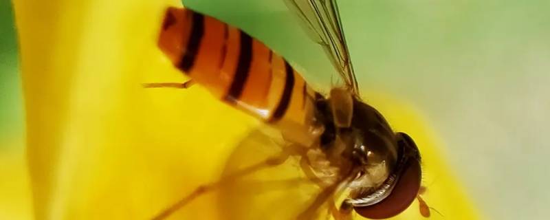 怎样防止蜜蜂拉屎在衣服上（蜜蜂总在衣服拉屎怎么驱赶蜜蜂）