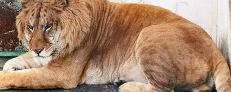 老虎和狮子生下来的是什么 老虎和狮子生下来的是什么,前面一句是什么