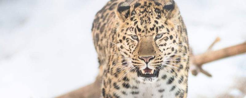 东北豹会经常上树活动吗（东北豹会经常上树活动吗 蚂蚁）