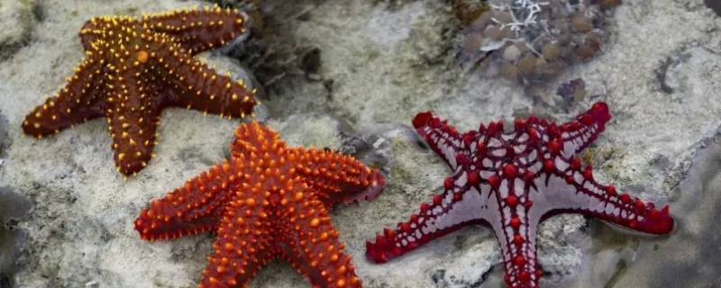海星几个角 海星的五个角是什么