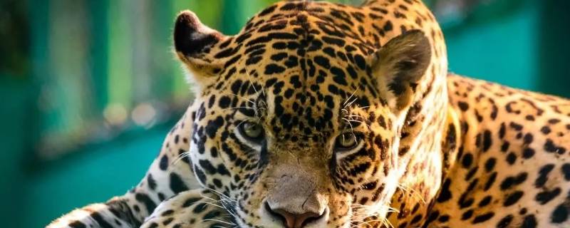 北美洲有什么动物（北美洲有什么动物图片带名字）