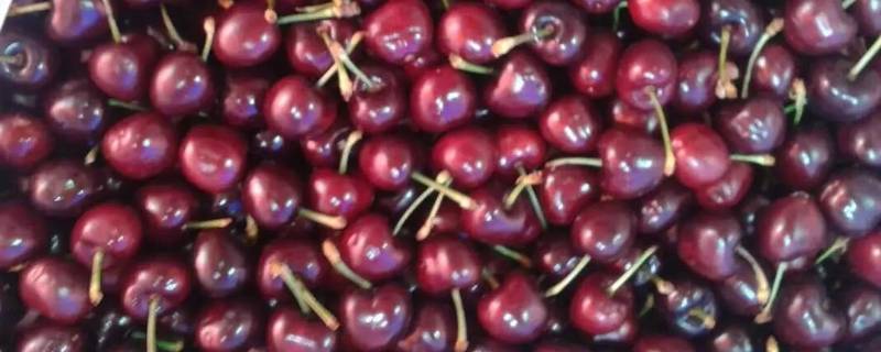 车厘子产自于哪里（车厘子主产于哪里）