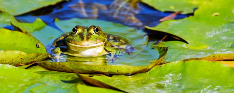 动物特点(动物特点作文300字)