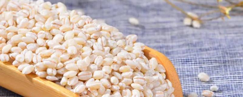 青稞米可以直接煮饭吗（青稞米可以蒸米饭吗）