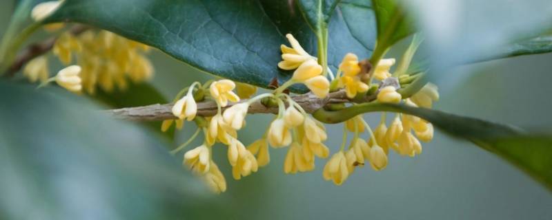桂花是几月份开的（桂花是在几月份开的?）