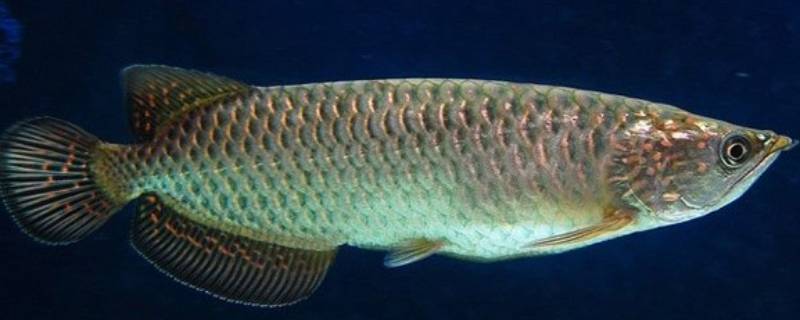 杀鱼技巧与方法 杀鱼技巧与方法罗非鱼起骨