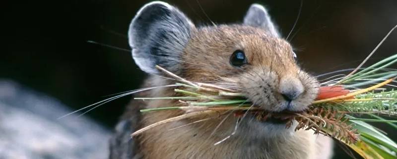 判断是一只还是一窝老鼠 怎么判断是一只老鼠还是一窝老鼠