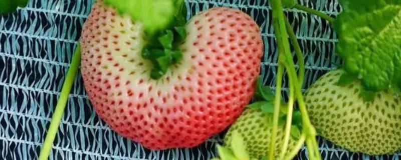 丑莓是啥品种（草莓都有什么品种）