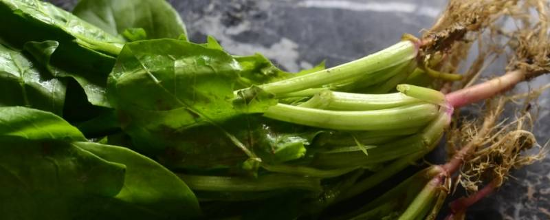 菠菜榨汁需要烫一下吗 榨菠菜汁需要开水烫吗