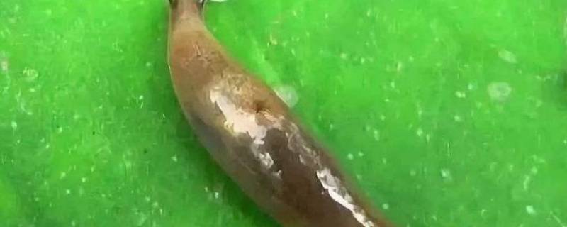 蛞蝓是害虫还是益虫 蠼螋是害虫还是益虫