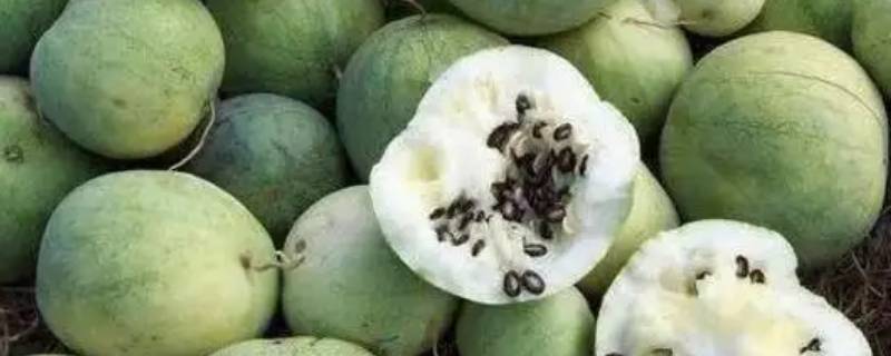 打瓜是什么瓜（打瓜百度百科）