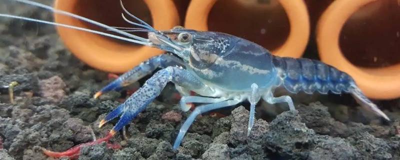 鳌虾怎么去虾线（海鳌虾有虾线吗）