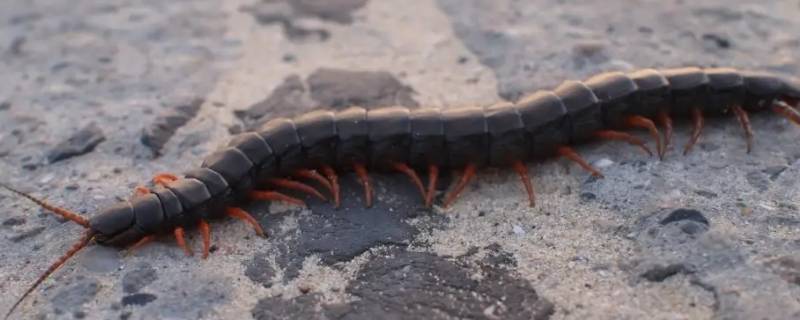 蜈蚣吃蜘蛛吗（蜈蚣吃蜘蛛吗蜈蚣长什么样）
