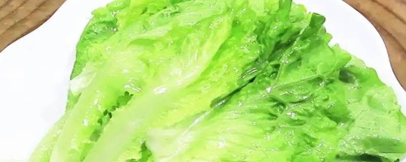 生菜长什么样（生菜长什么样有什么特点）