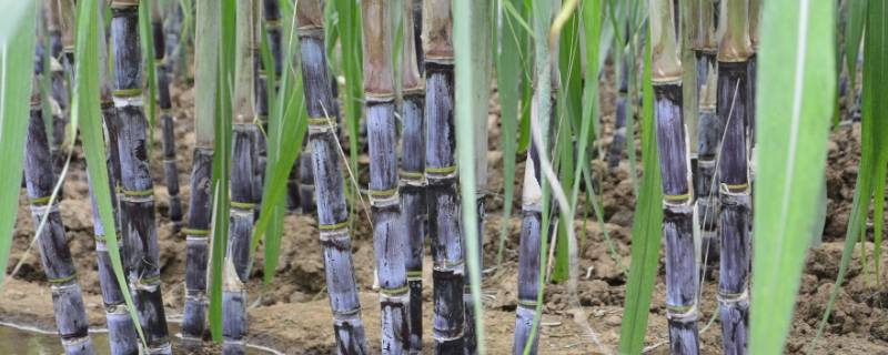 甘蔗苗哪里可以买到 求购甘蔗苗哪里有卖