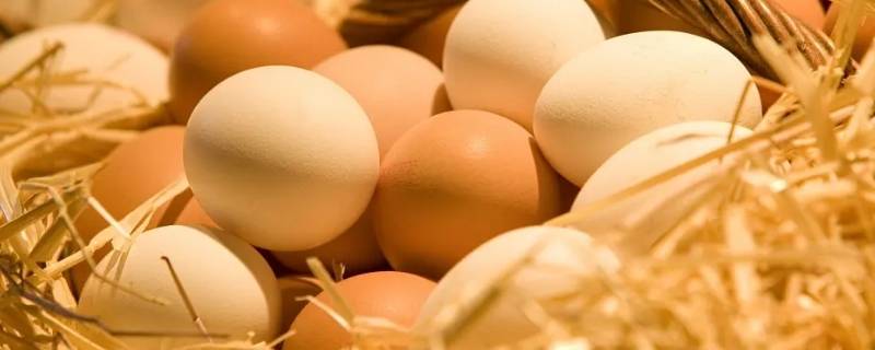 孵化蛋凉多久会死 孵化多久开始凉蛋