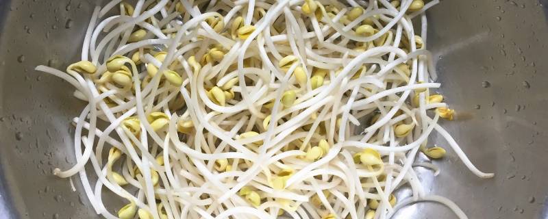 如何发黄豆芽又快又好（塑料瓶如何发黄豆芽又快又好）