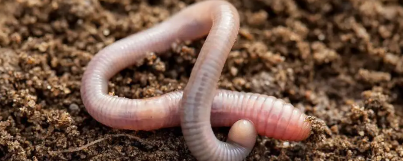 蚯蚓的身体由一节一节的什么组成（蚯蚓的身体由一节一节的什么组成的）