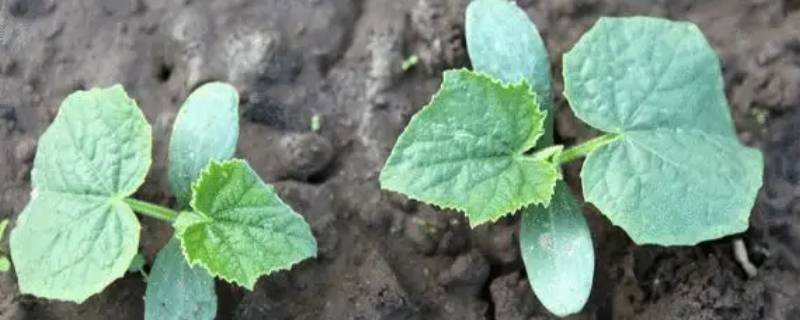 种瓜是什么季节 童孙未解供耕织也傍桑阴学种瓜是什么季节