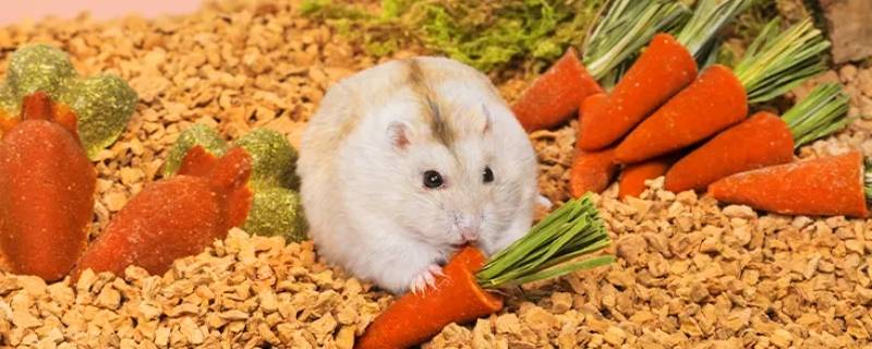 金丝熊可以吃胡萝卜吗 金丝熊可以吃水果胡萝卜吗