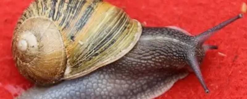 蜗牛口中有很多颗牙齿是对还是错 蜗牛口中有很多颗牙齿对不对