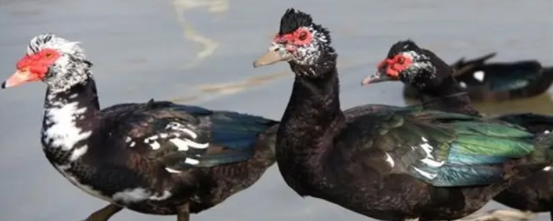 駦和鹅的区别 和鹅差不多的叫什么